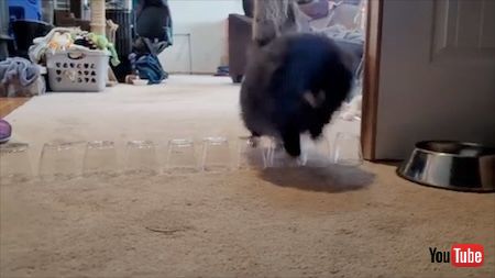 ジャンプするポメラニアン