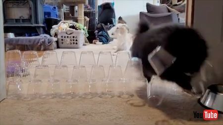 ジャンプするポメラニアン