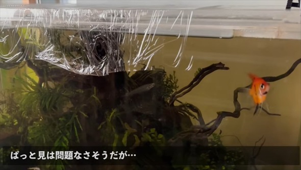 アクアリストに出張命令