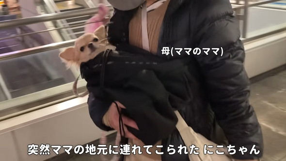 お母さんに抱っこされているチワワのワンコ