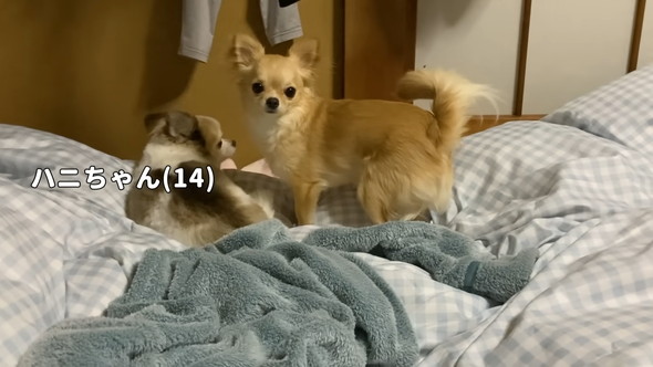 チワワのワンコ2匹