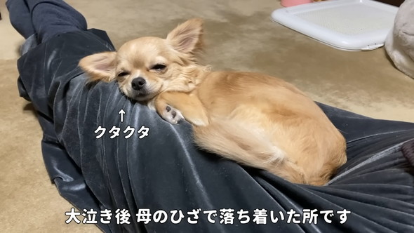 膝上で眠るチワワのワンコ