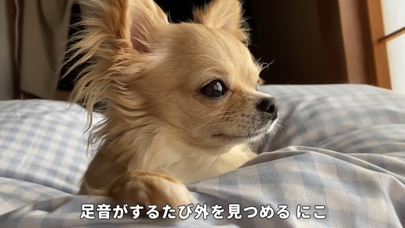 顔を上げているチワワのワンコ