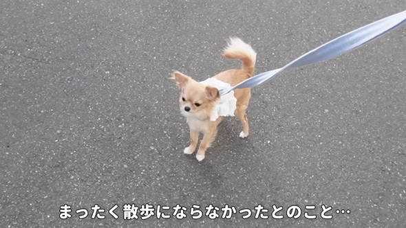 お散歩ちゅうのチワワのワンコ