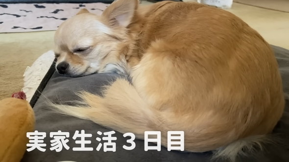 疲れたように眠るチワワのワンコ
