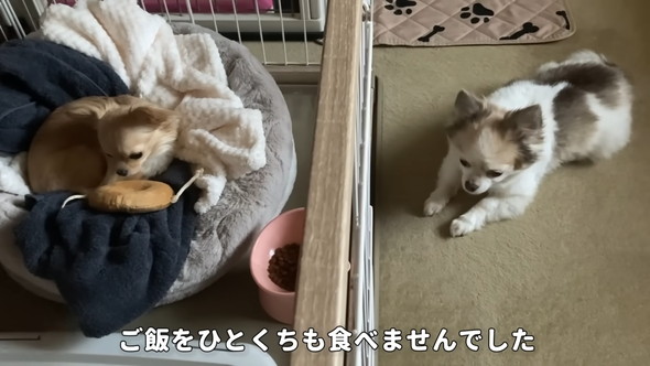 落ち込んでいるチワワのワンコ
