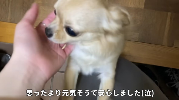 喜ぶチワワのワンコ
