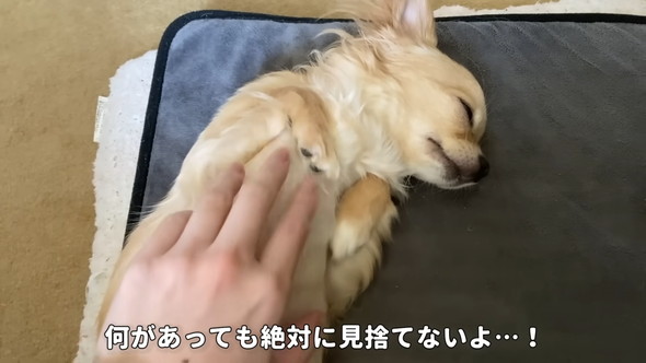 なでられているチワワのワンコ