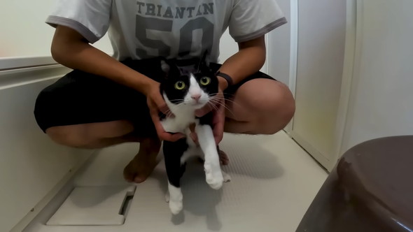 猫ちゃんを抱えている男性