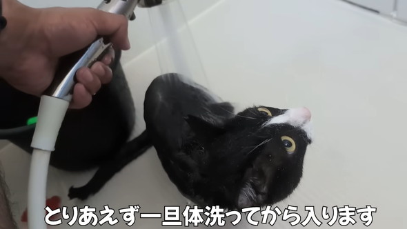 シャワーをあびている猫ちゃん