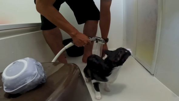 シャワーで泡を流されている猫ちゃん