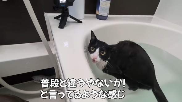 お風呂に入っている猫ちゃん