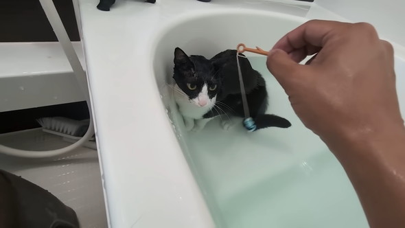 お風呂に入っている猫ちゃん
