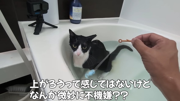 お風呂に入っている猫ちゃん