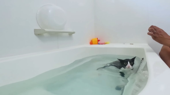 お風呂に入っている猫ちゃん