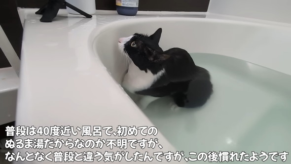 お風呂に入っている猫ちゃん