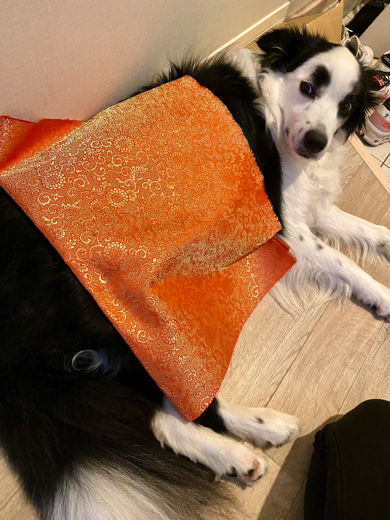 驚き顔がかわいいマロくん