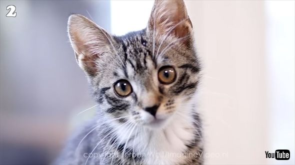 0歳から100歳までの猫
