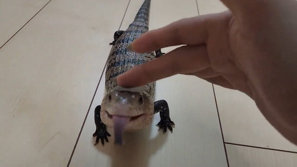 なでられるトカゲ