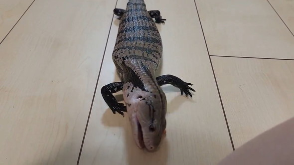 オヤツを食べるトカゲ
