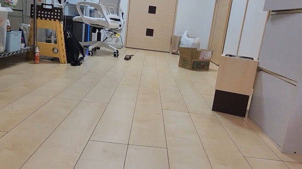 静止したトカゲ