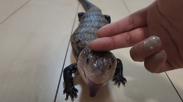 なでられるトカゲ