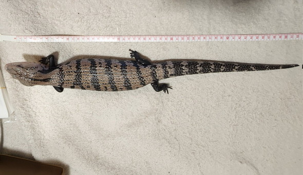 測られるトカゲ