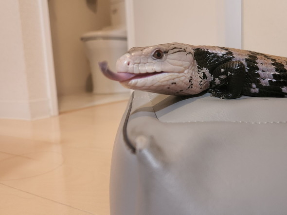 舌を出したトカゲ