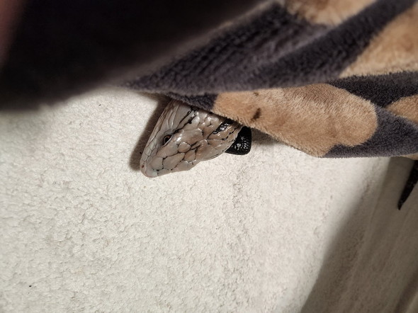 覗いているトカゲ