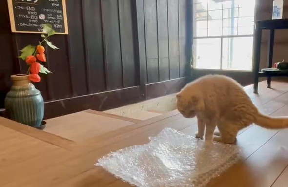 慎重な猫