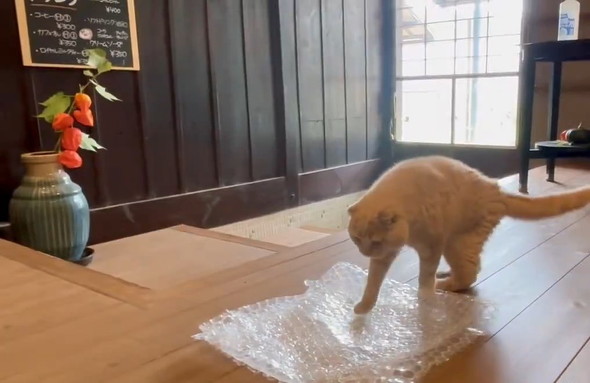 足を出す猫