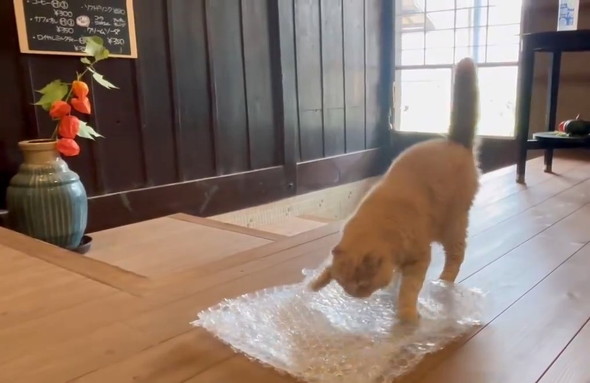 驚く猫