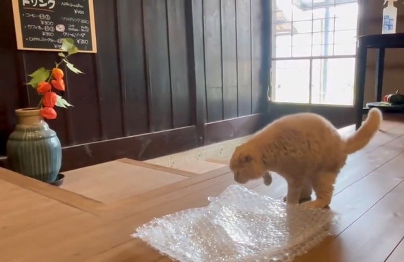 足を引く猫