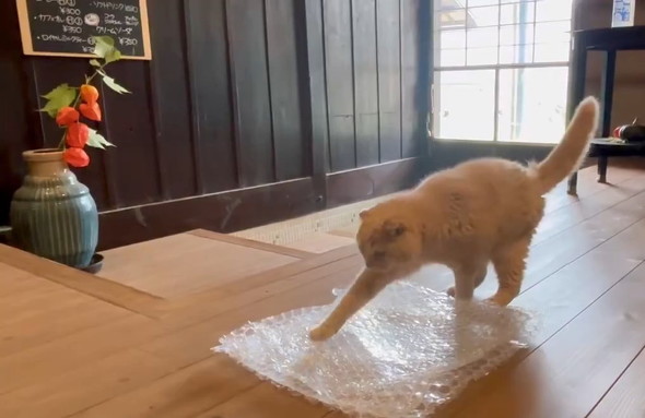 足を伸ばした猫