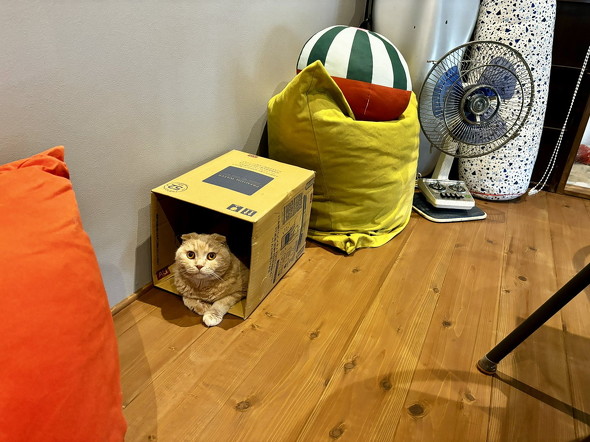 箱に入った猫