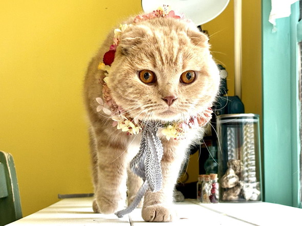 着飾った猫