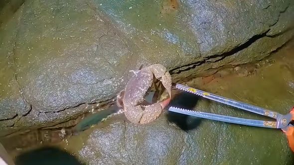 餌代0円で魚釣りをするためにカニを捕まえる