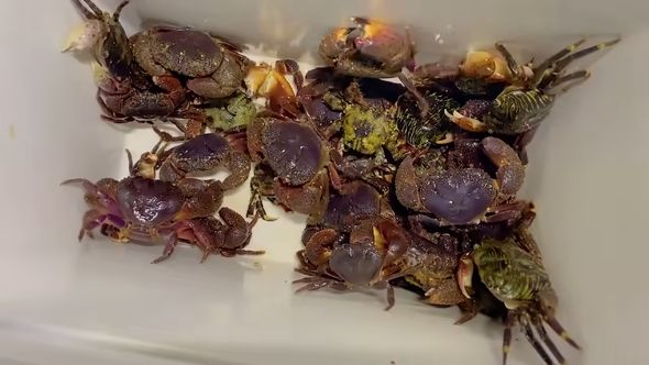 餌代0円で魚釣りをするために1時間かけて大量のカニを捕まえる