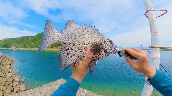 カニを餌にし釣り上げたイシガキダイ