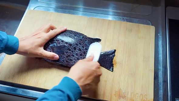 釣り上げたイシガキダイのウロコを取る