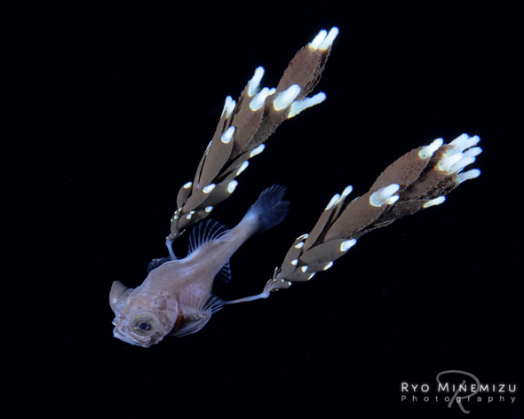 フシギウオ 稚魚 久米島 深海魚