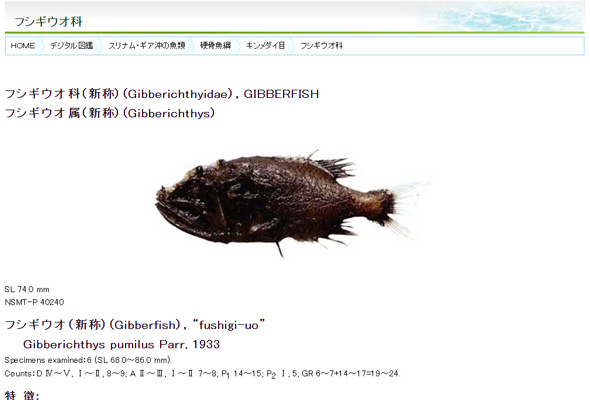 フシギウオ 稚魚 久米島 深海魚