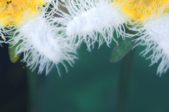 まるでリスの顔に見えるガガブタの花