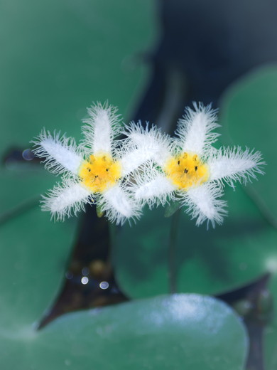 まるでリスの顔に見えるガガブタの花