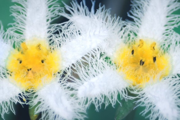 まるでリスの顔に見えるガガブタの花