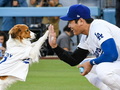 大谷翔平の愛犬“デコピン”、見事ノーバン始球式　“まさかの投法”に球場から大歓声「ぎゃんかわ」「完璧な仕事ぶり」