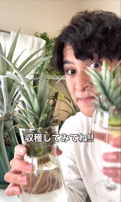 パイナップルのヘタを育てる