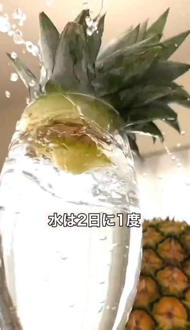 パイナップルのヘタを育てる