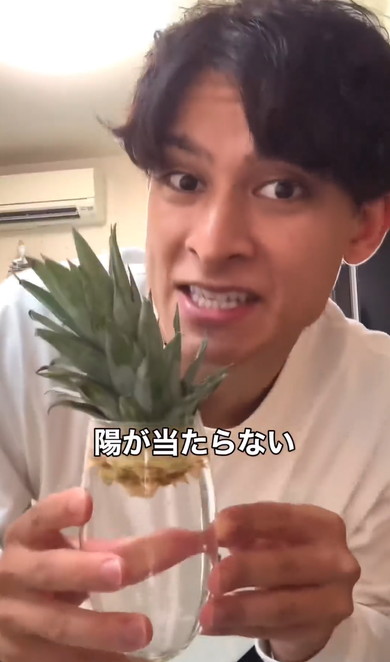 パイナップルのヘタを育てる