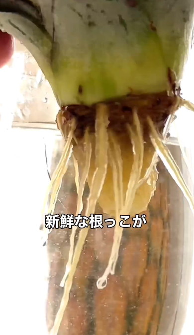 パイナップルのヘタを育てる